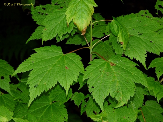{Acer spicatum}